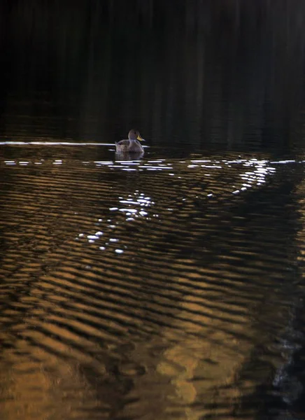 Pionowe ujęcie pojedynczej kaczki pływającej w wodzie — Zdjęcie stockowe