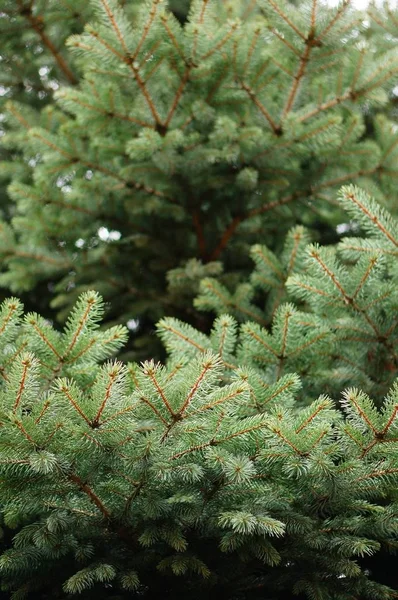 Takken van een groene dennenboom overdag — Stockfoto