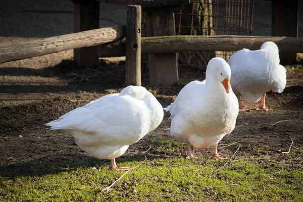 Detailní záběr tří hus u plotu na farmě — Stock fotografie