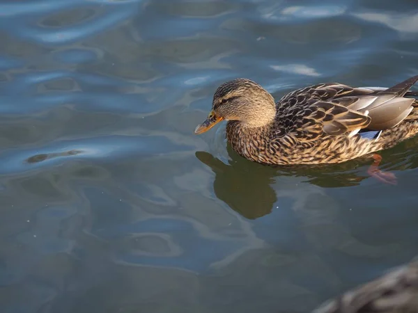 Nahaufnahme einer Ente, die auf dem Wasser schwimmt — Stockfoto