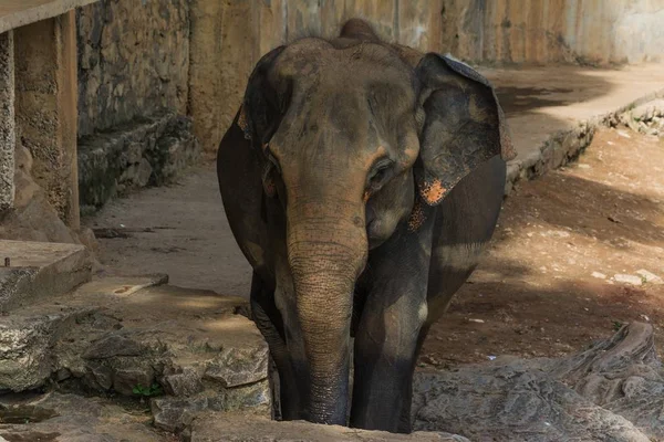 Elefant steht am Felsen und blickt in die Kamera — Stockfoto