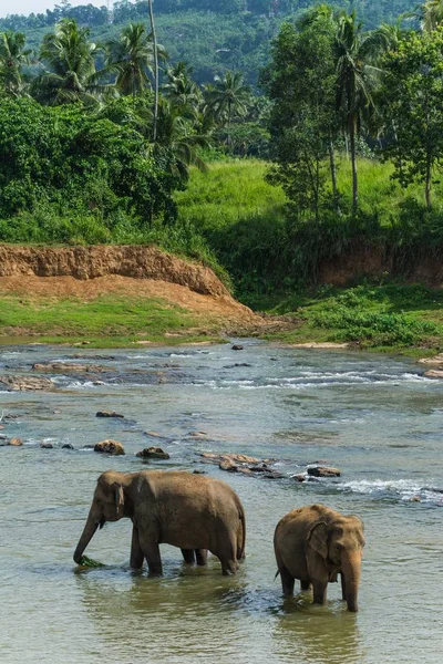 Foto vertical de dos elefantes que permanecen en el agua durante el día. — Foto de Stock