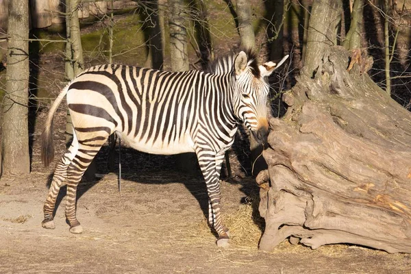 Weitschuss eines Zebras, das neben einem umgestürzten Baumstamm in einem Zoo steht — Stockfoto