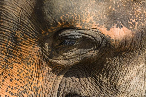 Zbliżenie do głowy słonia w ciągu dnia — Zdjęcie stockowe