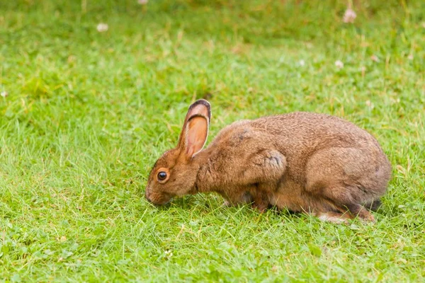 Zbliżenie ślicznego brązowego królika jedzącego trawę z gleby — Zdjęcie stockowe