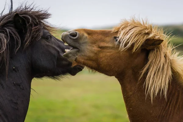 Närbild Häst Med Öppen Mun — Stockfoto