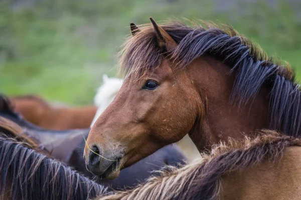 Eine Selektive Fokusaufnahme Eines Pferdes Mit Gras Maul — Stockfoto