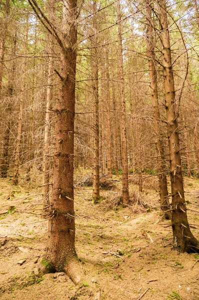 Vue verticale d'une forêt pleine d'arbres nus à l'automne — Photo