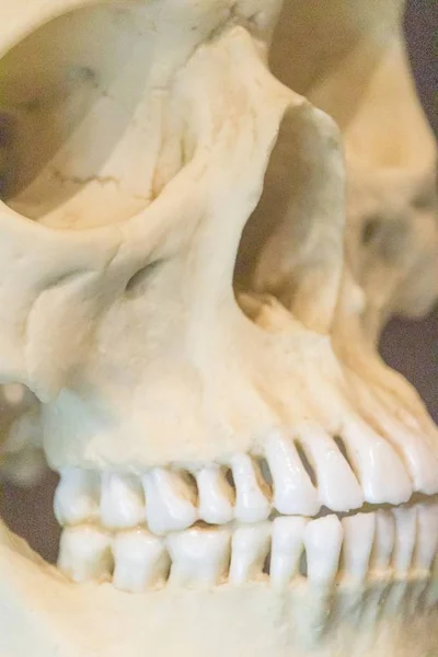 Extrem närbild skott av en mänsklig skalle med komplett uppsättning tänder visas i ett museum — Stockfoto