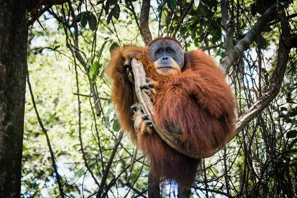 背景がぼやけた木の枝から吊るされたオランウータン — ストック写真