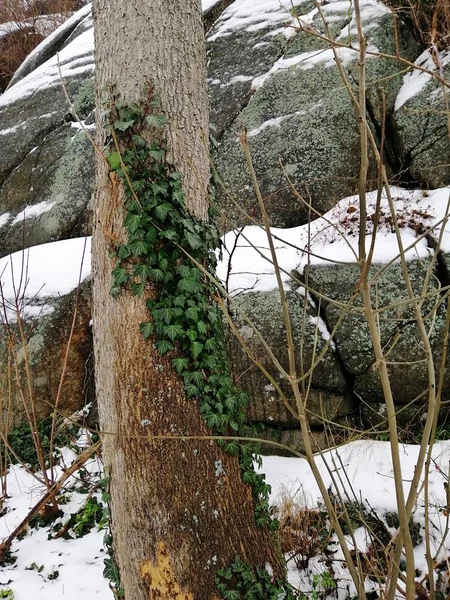 Image verticale des roches et des arbres enneigés à Larvik (Norvège) — Photo