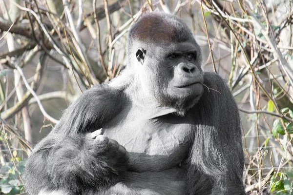 Gros plan d'un gorille assis et faisant un poing avec un rameau dans la bouche — Photo