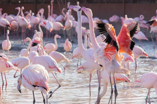 Bloque de flamencos ondeando en la orilla de un estanque en un santuario animal. — Foto de Stock