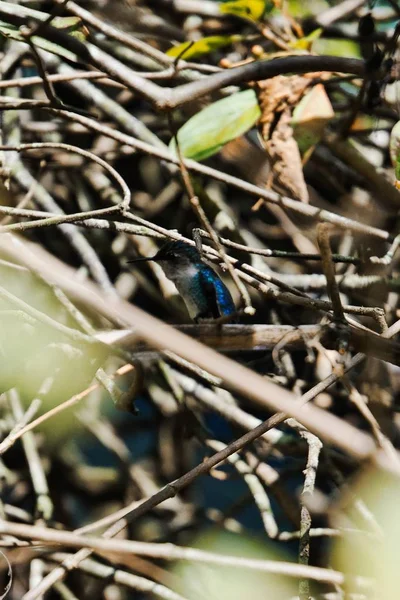 Eine Vertikale Aufnahme Eines Niedlichen Blauen Schwalbenvogels Der Auf Ästen — Stockfoto