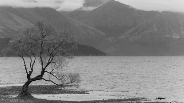 Grayscale Shot Single Tree Shore Lake Mountains Background — Stock Photo, Image