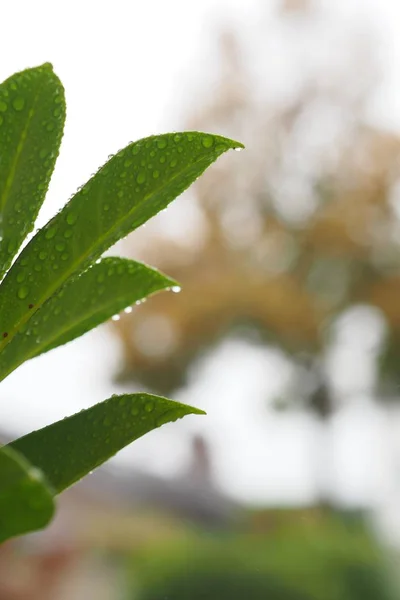 Foto vertical de hojas verdes cubiertas de gotas de agua — Foto de Stock