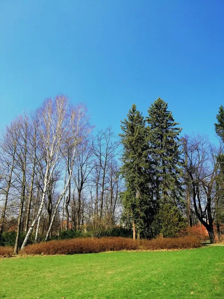 Μια Κάθετη Λήψη Χλοώδους Γης Και Δέντρων Στο Πάρκο Jelenia — Φωτογραφία Αρχείου