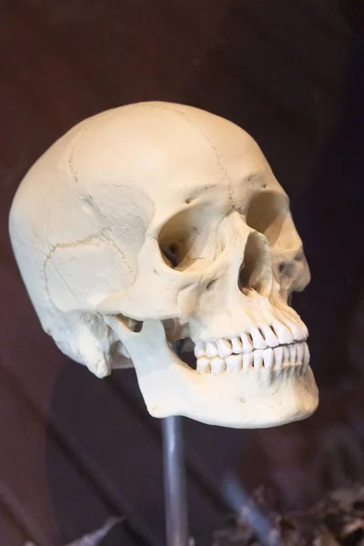 Photo de fermeture d'un crâne humain avec un jeu complet de dents présentée dans un musée — Photo