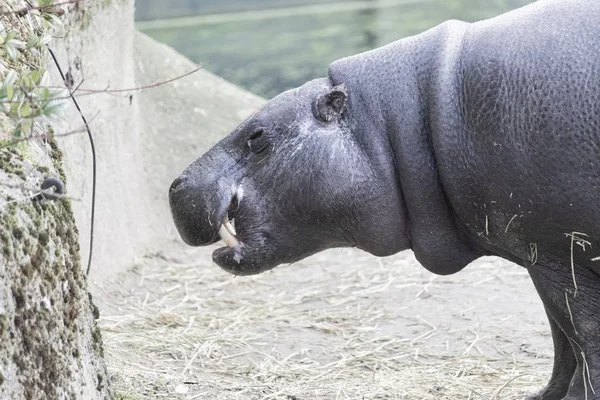 Gros Plan Hippopotame Montrant Une Partie Ses Longues Crocs — Photo