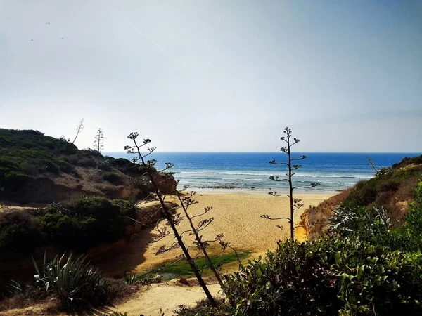 Plongée de plantes et de rochers sur la plage de sable de Cadiz, Espagne. — Photo