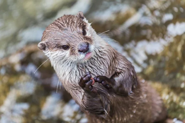 Gros plan d'une loutre debout — Photo