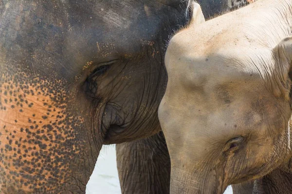 Снимок слоненка, стоящего рядом со своей матерью — стоковое фото