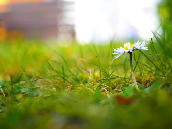 Egy Széles Látószögű Felvétel Egy Sárga Fehér Virágról Ami Mezőn — Stock Fotó