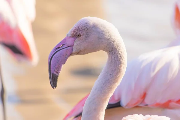 Gros Plan Flamant Rose Montrant Son Bec Incurvé Distinct — Photo