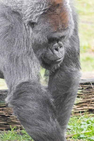 Nahaufnahme eines traurig aussehenden Gorillas, der auf einem Feld aus Gras läuft — Stockfoto