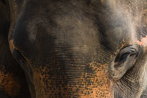 Close-up schot van het hoofd van een olifant — Stockfoto