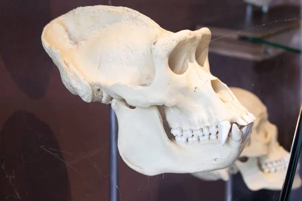 Closeup shot of a gorilla's skull in a glass display inside a zoo museum — Stock Photo, Image