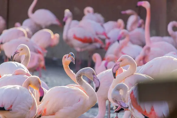 Flamingos wateten am Ufer eines Teiches in einem Tierschutzgebiet — Stockfoto