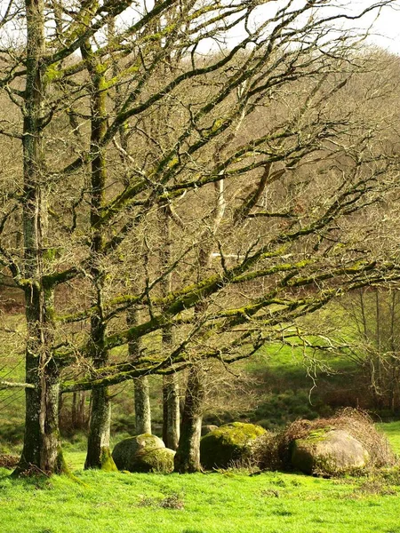 Вертикальный Кадр Деревьев Лесу Красивой Зеленой Травой — стоковое фото