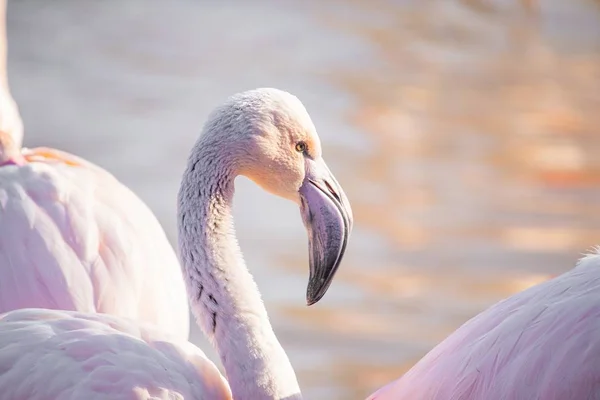 Närbild skott av en flamingo visar sin distinkta böjda näbb — Stockfoto