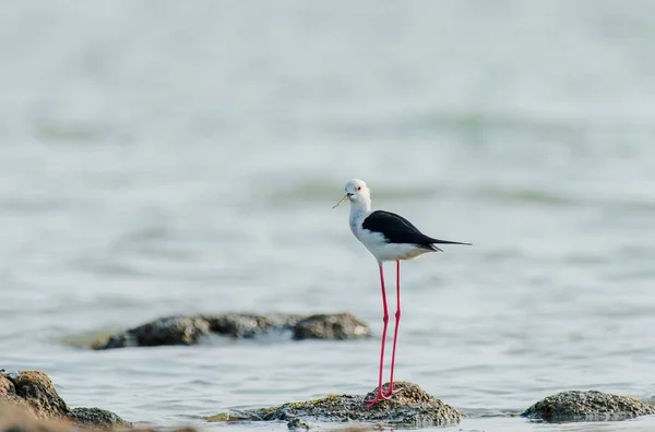 Мбаппе сфотографировал чернокрылую птицу, стоящую на камне в океане в Индии — стоковое фото