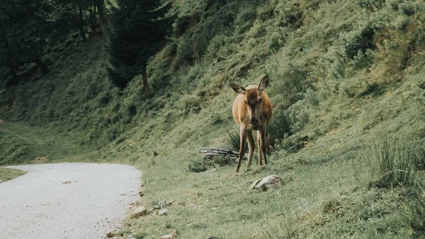 Снимок оленя на склоне у обочины дороги — стоковое фото