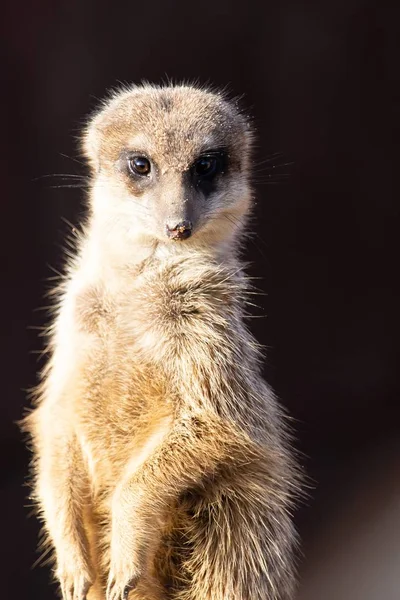 Closeup shot of an alert meerkat looking straight into the camera