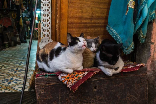 Γάτες που κάθονται σε ένα πολύχρωμο χαλί στο Μαρακές, Μαρόκο — Φωτογραφία Αρχείου