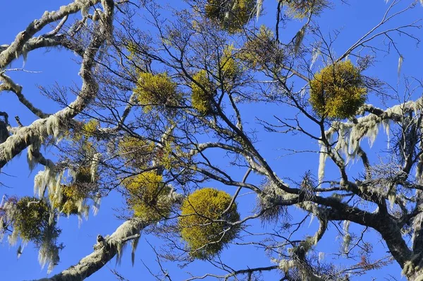 Ve gün içinde Patagonya 'da güzel bir bitki örtüsü. — Stok fotoğraf