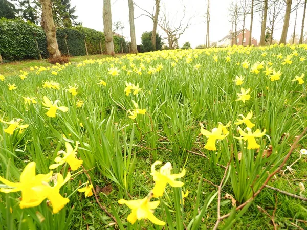 Nahaufnahme eines Feldes mit gelben Blumen während des Tages — Stockfoto