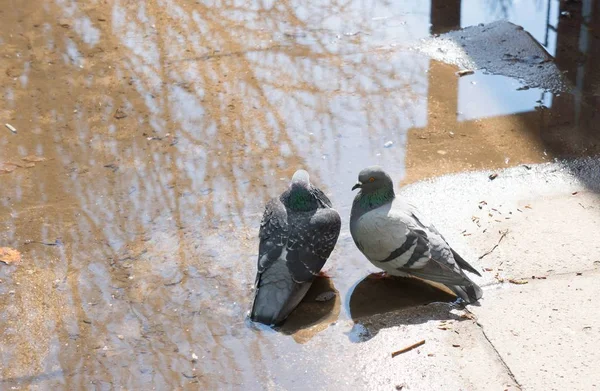 빗물 근처 땅바닥에서 있는 귀여운 비둘기 두 마리 — 스톡 사진