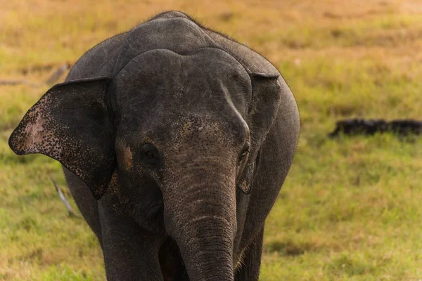 Крупним планом знімок слона, що йде до камери — стокове фото