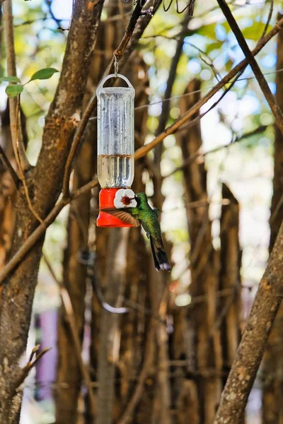 Mignon avaler oiseau jouer avec un lampe accroché sur un arbre avec un fond flou — Photo
