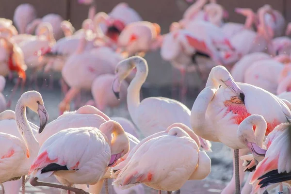 Flamingos wateten am Ufer eines Teiches in einem Tierschutzgebiet — Stockfoto