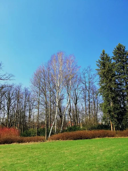 Colpo Verticale Parco Pieno Erba Alberi Durante Giorno Jelenia Gra — Foto Stock