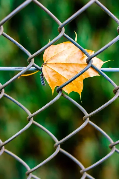 Verticaal schot van een gele gedroogde blad stapel op een metalen hek in het park — Stockfoto