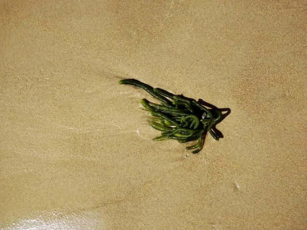 Boven schot van een dik zeewier liggend op het zand in Cádiz, Spanje. — Stockfoto