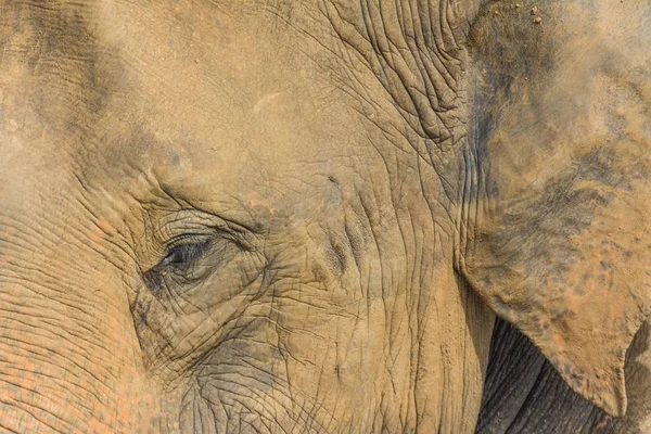 Közelkép egy elefánt fejéről. — Stock Fotó