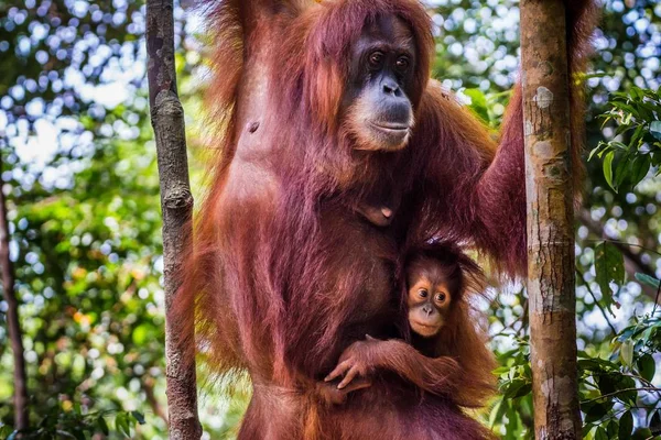 母親から吊るされたオランウータンの赤ん坊 — ストック写真