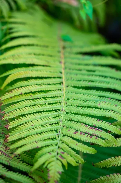 Closeup shot of a green fern leaf on a sunny day — Stock Photo, Image